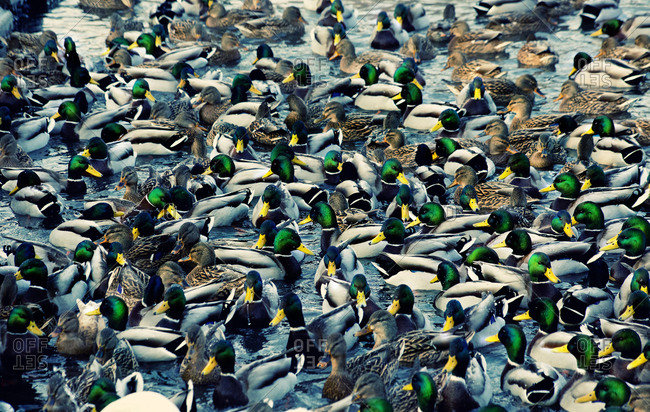 Flock of ducks on water