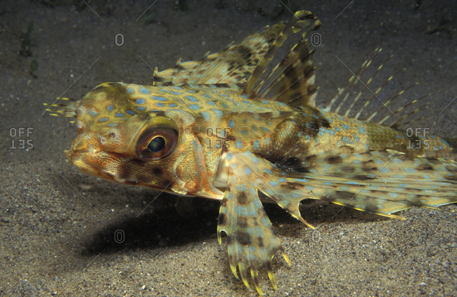 A Flying Gurnard (Dactylopterus volitans) on the sand, unusual fish in the scorpionfish family, found in the Caribbean Sea.