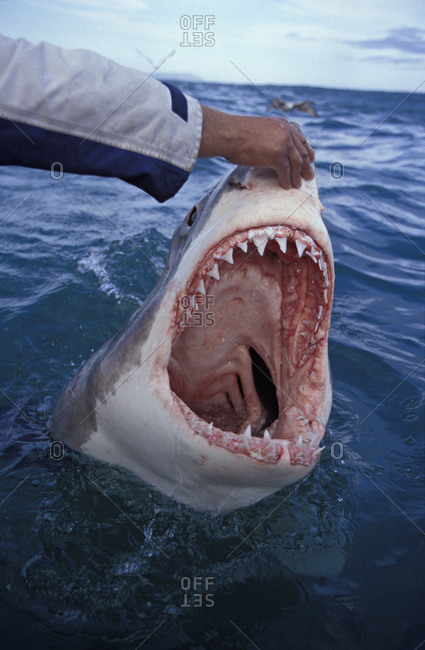 Great White Shark (Carcharodon carcharias), trained shark wrangler touching nose of 9 foot long white shark with mouth wide open.