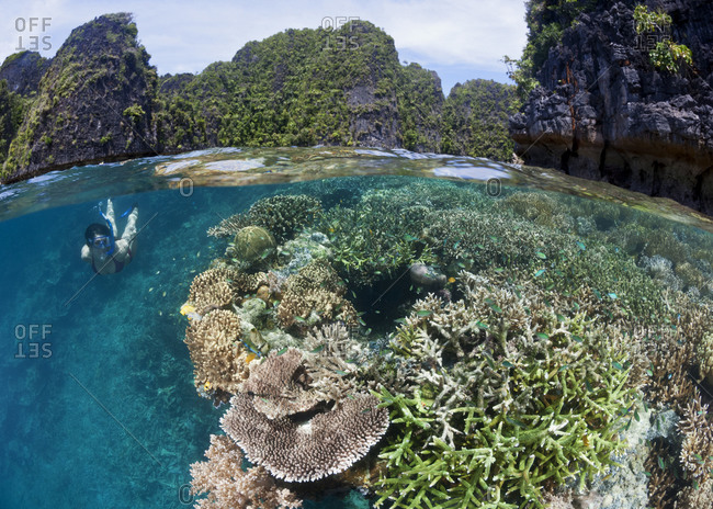 Split over-under view of woman skin diving along healthy coral reef amidst the stunning beauty of the Raja Ampat island archipelago, eastern Indonesia.