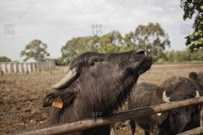 Italian water buffalo peers over a fence