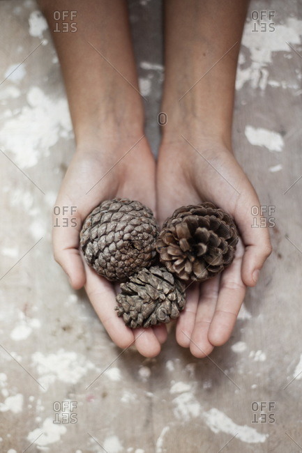 Hands holding pine cones