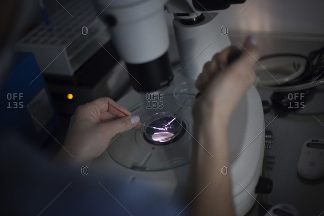 Doctor performing an artificial insemination under a microscope