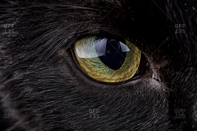 Eye of black cat, Felis silvestris catus