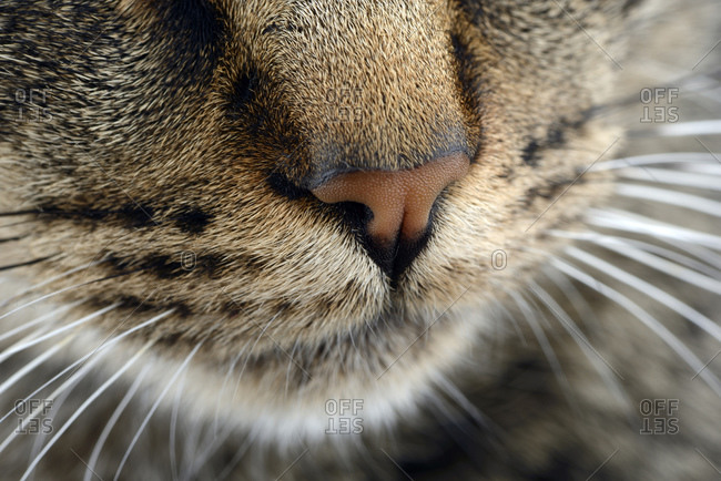 Snout of tabby cat, Felis silvestris catus, partial view
