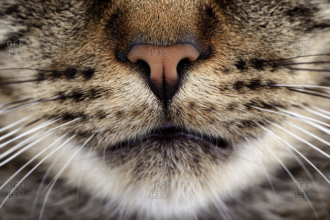 Snout of tabby cat, Felis silvestris catus
