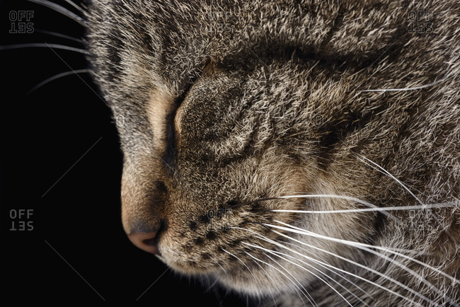 Portrait of tabby cat, Felis silvestris catus, with closed eye, profile