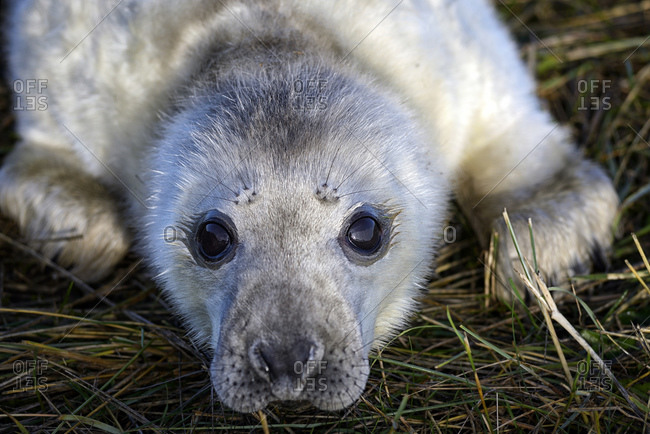 Grey seal, Halichoerus grypus, Portrait, Young animal, lying on meadow
