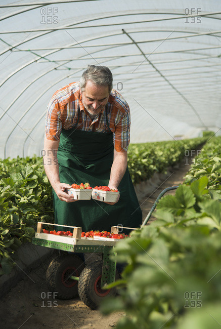 Senior farmer filling boxed of strawberries in greenhouse