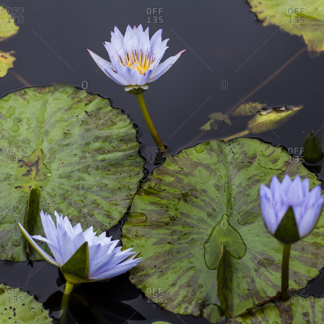 Blue water lilies float on pond