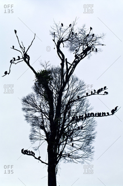 A silhouette of a committee of Black Vultures roosting in a dead tropical rainforest tree after logging cleared the area