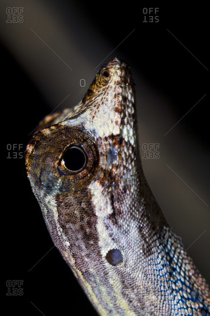 The short pointed snout and raised eye-ridge of a Yellow-Tongued Forest Anole climbing a rainforest tree