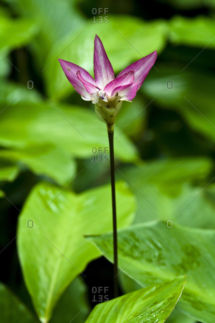 Dazzling pink flowers emerge from the rainforest floor to add color to the understory