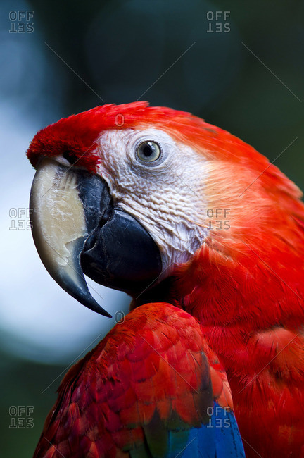 The sharp and hooked beak of a Scarlet Macaw