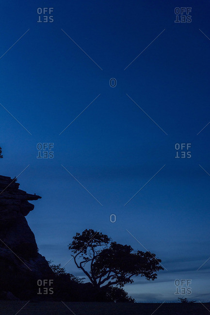 A Rock Fig on a cliff face silhouetted against the night sky