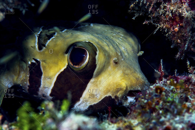 The large eye of a Porcupine Fish peering from a cave