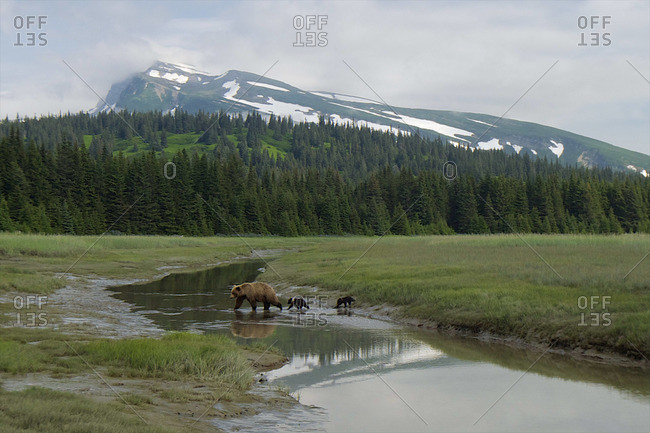 A grizzly bear family crosses a slough