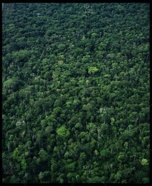Amazon forests in Mato Grosso, Brazil