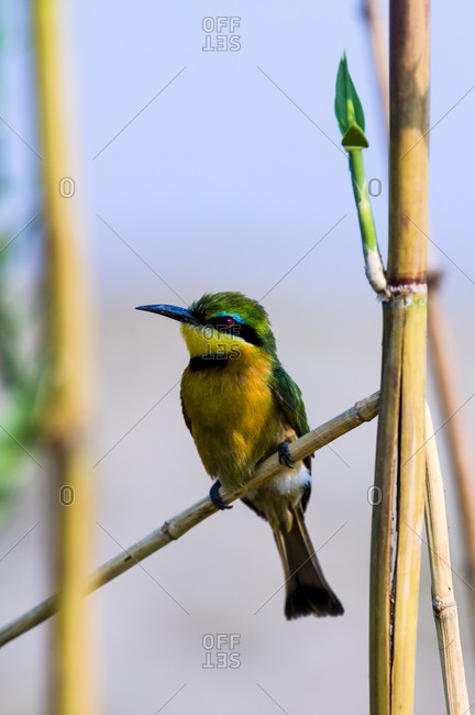 A colorful Little Bee-eater roosting on a reed stem in a wetland