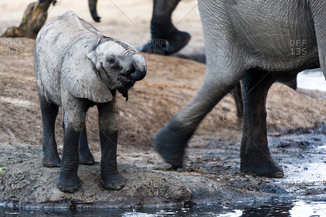 A thirsty African Elephant calf drinks from a waterhole at sunset