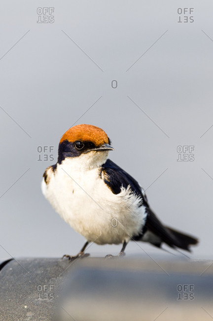 Bright orange head feathers on a wire-tailed Swallow resting on the steel rail of a river boat