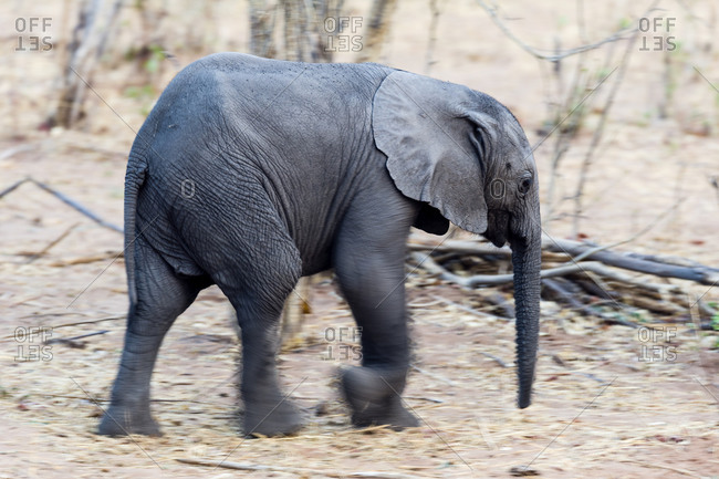 An African Elephant calf running through the dusty dry season veld