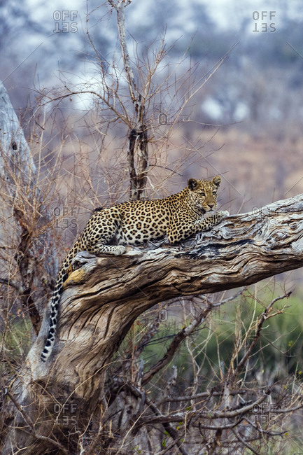 A Leopard resting on a dead tree stag as the heat of the day wanes