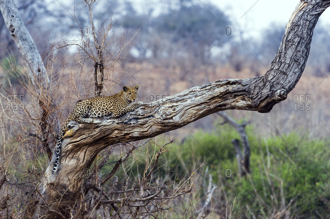 A Leopard resting on a dead tree stag as the heat of the day wanes