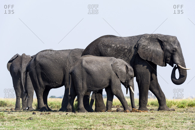 An African Elephant herd graze on grass on a dry season floodplain