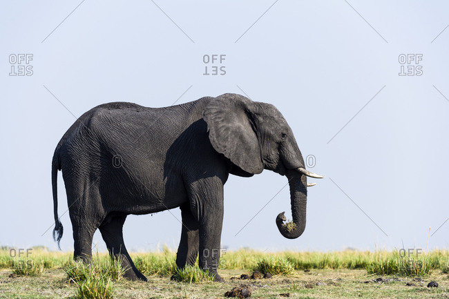 An African Elephant grazing on grass on a dry season floodplain