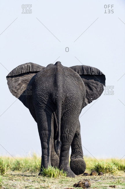 African Elephants stay cool by flapping their ears exposing the veins