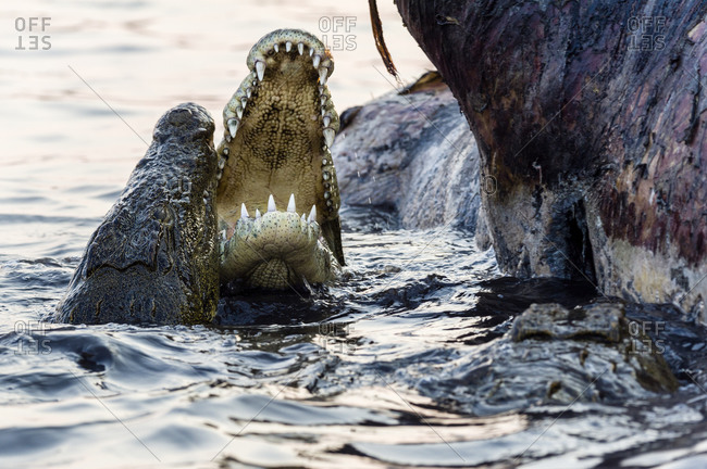 Nile Crocodiles in a feeding frenzy clash jaws during fights over a Nile Hippo carcass