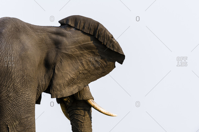 An African Elephant listens to the sounds of the wetland and radiates heat with it\'s ears