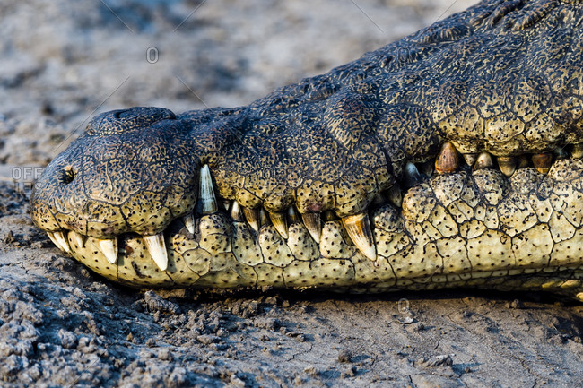 The teeth and jaws of a Nile Crocodile sun basking on the muddy bank of a river at sunset