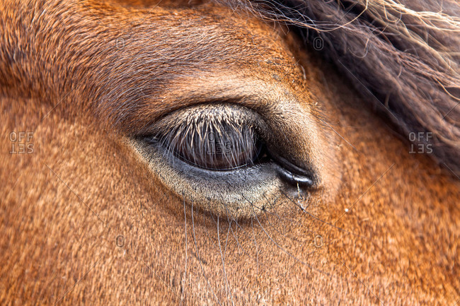 Close-up of an Icelandic horse