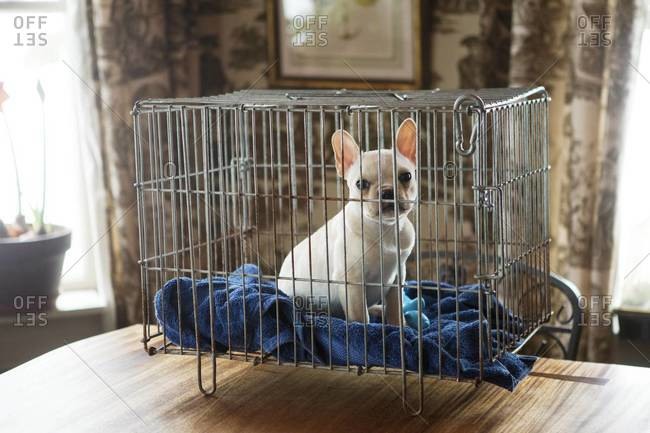 Little white French bulldog in cage