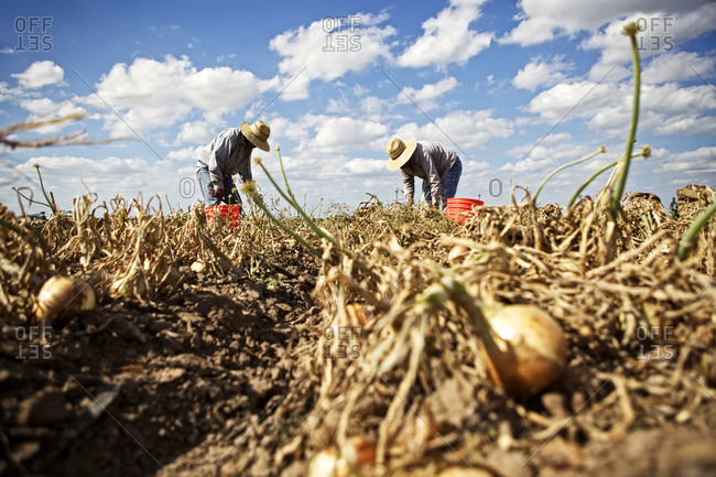 Workers harvesting sweet onions in Texas