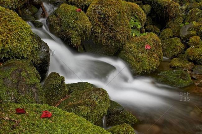 Cascade through moss-covered boulders, Olympic National Park, Washington State, United States of America, North America