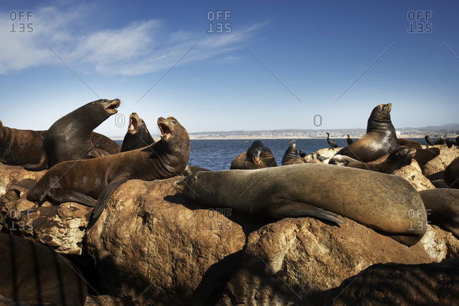 Sea lions on rocks