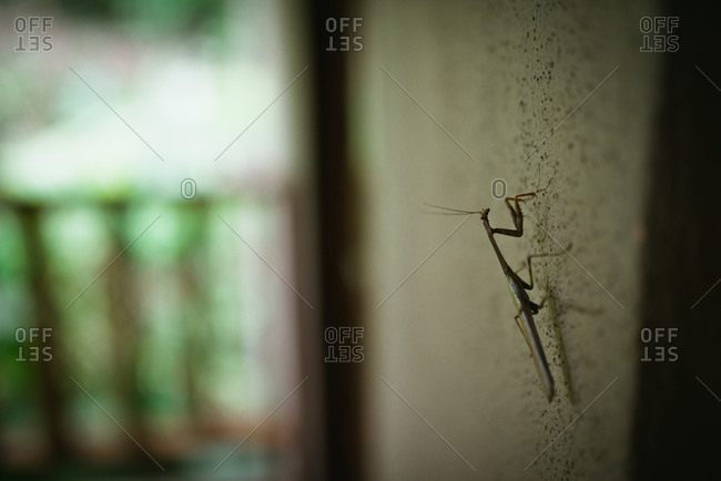 Praying mantis hangs on a wall in Costa Rica