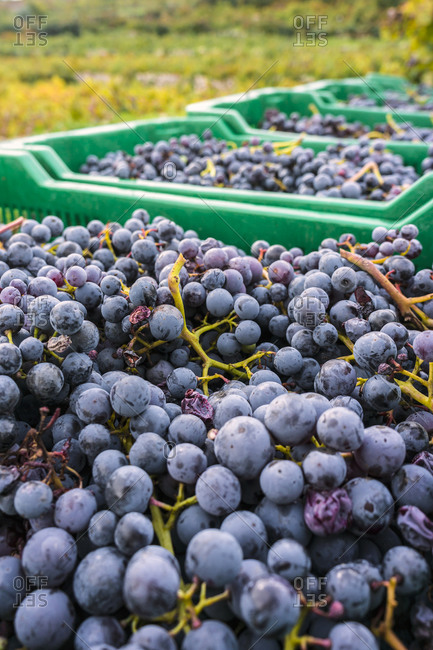 Wine harvest of grape variety Plavac Mali, Dubrava, Ston, Peljesac, Croatia