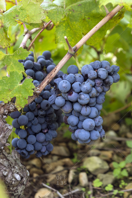 Croatia, Peljesac, Ston, Dubrava, Ripe grapes of the variety Plavac Mali at vine stock