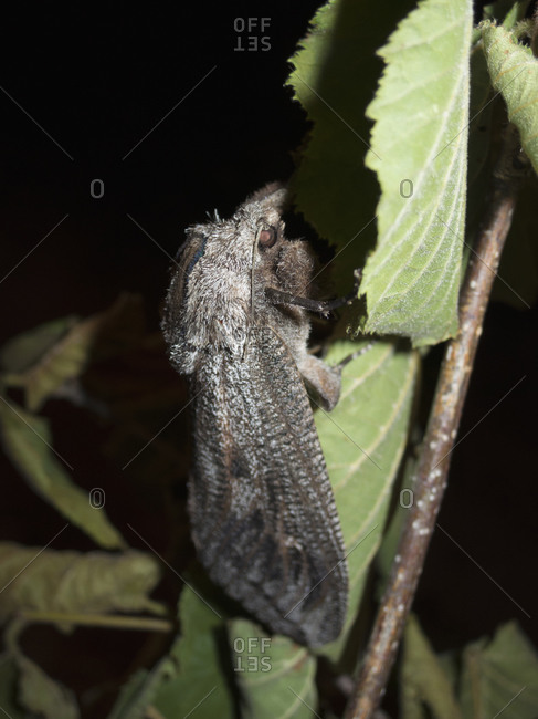 Black insect perching on leaf at night