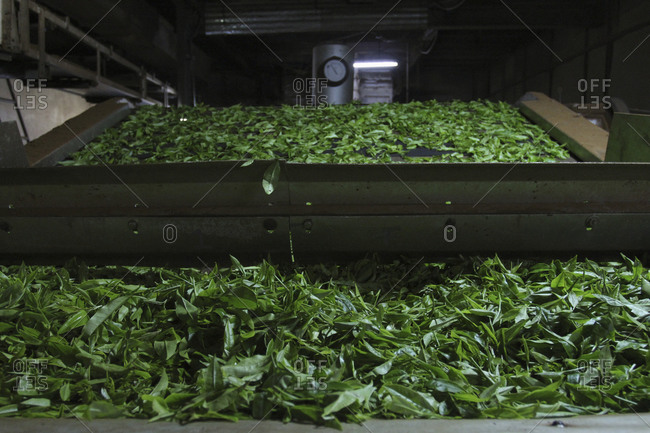 Green tea leaves on conveyor belt