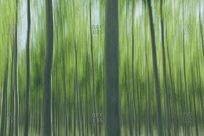 Abstraction of poplar tree of large commercial tree farm