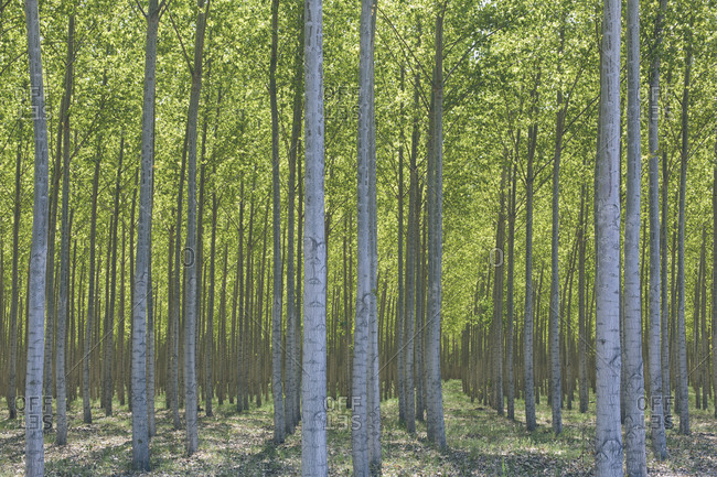 Field of poplar trees on commercial tree farm