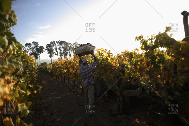 Man harvesting merlot grapes in Napa, California
