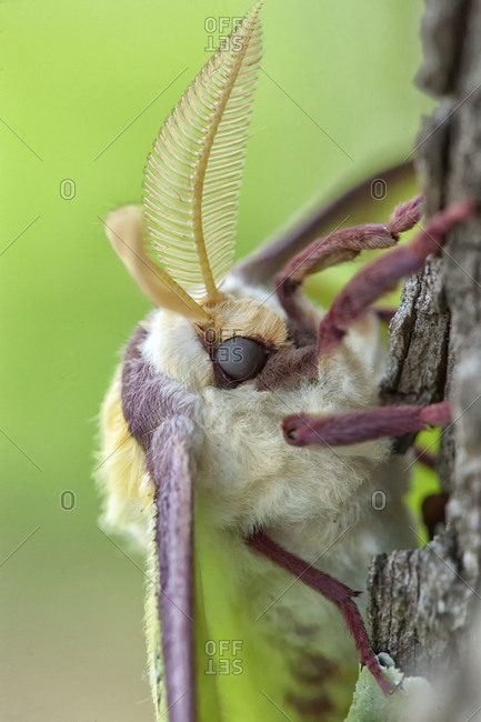 Close up of a luna moth on a tree trunk