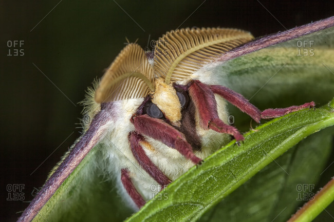 Close up of a luna moth