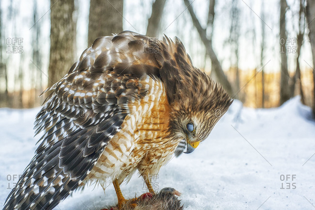Red-shouldered hawk feeding on its prey